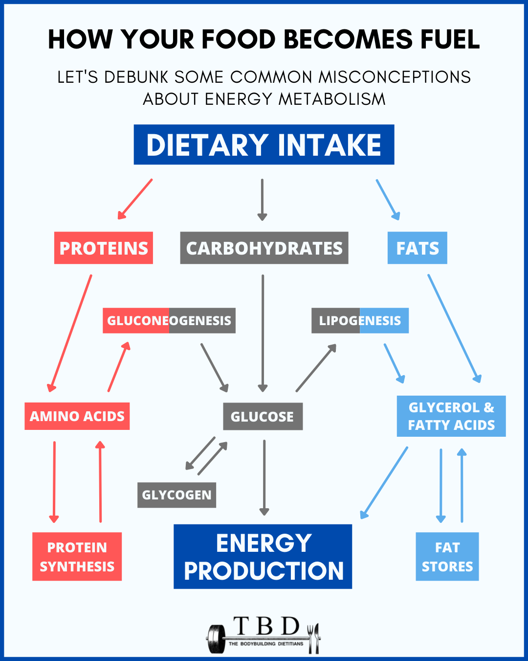 human metabolism process